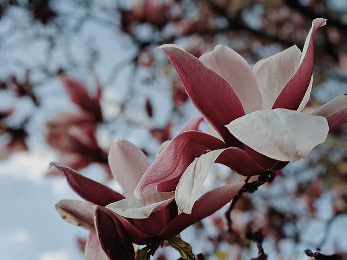 sadzić magnolię w ogrodzie