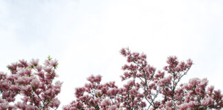 Jak wygląda magnolia