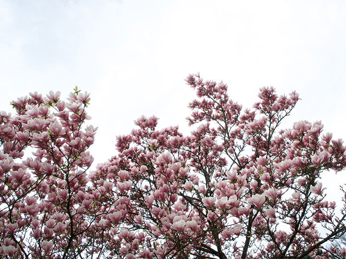 Jak wygląda magnolia