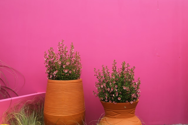 Jakie donice wybrać do roślin doniczkowych