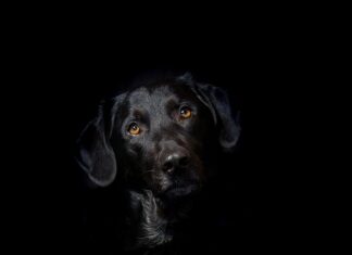 Czy miękką hybryda ma sens?