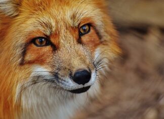 Jak wyczyścić podszybie? Jak wyczyścić podszybie?