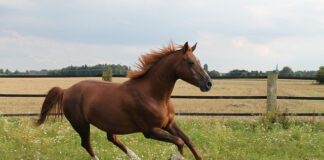 Jaki jest najszybszy Ford?