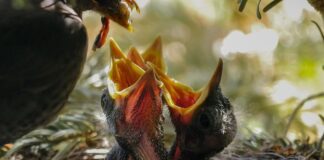 Czy można karmić ptaki pęczakiem? Czy można karmić ptaki pęczakiem?