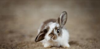 Czy króliki mogą jeść marchewkę gotowaną?