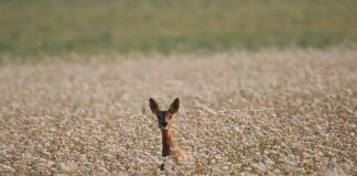 Jaka kasza dla ptaków? Jaka kasza dla ptaków?