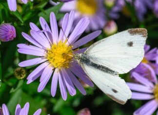Gdzie kupić mączka chleba świętojańskiego? Gdzie kupić mączka chleba świętojańskiego?