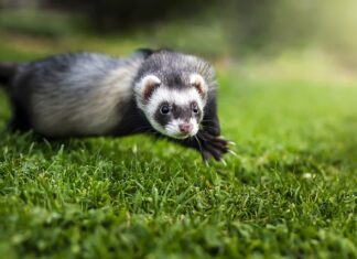 Co zrobić żeby fretka nie gryzła?