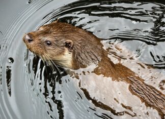 Czym różni się kuna od fretki?