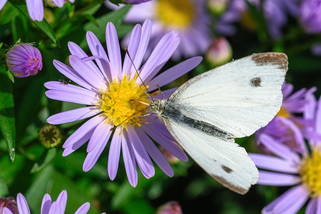Z czego jest mączką chleba świętojańskiego? Z czego jest mączką chleba świętojańskiego?