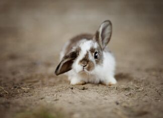 Czy króliki mogą jeść liście z rzodkiewki?