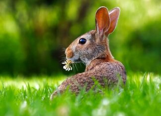 Co królik może jesc codziennie?