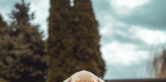 Jakie przysmaki w sklepach dla zwierząt są godne zakupu