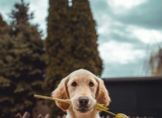 Jakie przysmaki w sklepach dla zwierząt są godne zakupu? Jakie przysmaki w sklepach dla zwierząt są godne zakupu